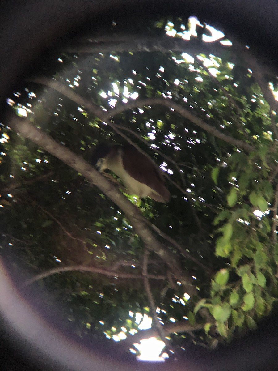 Nankeen Night Heron - ML233741911