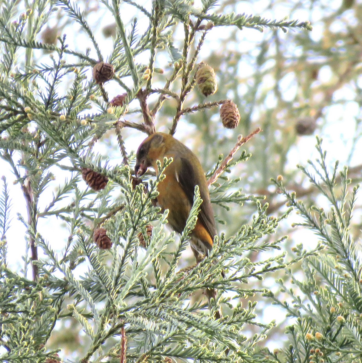 Red Crossbill - ML23374251