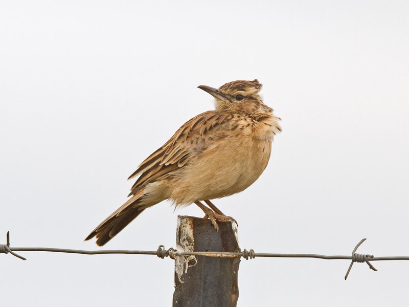 Short-clawed Lark - Niall D Perrins