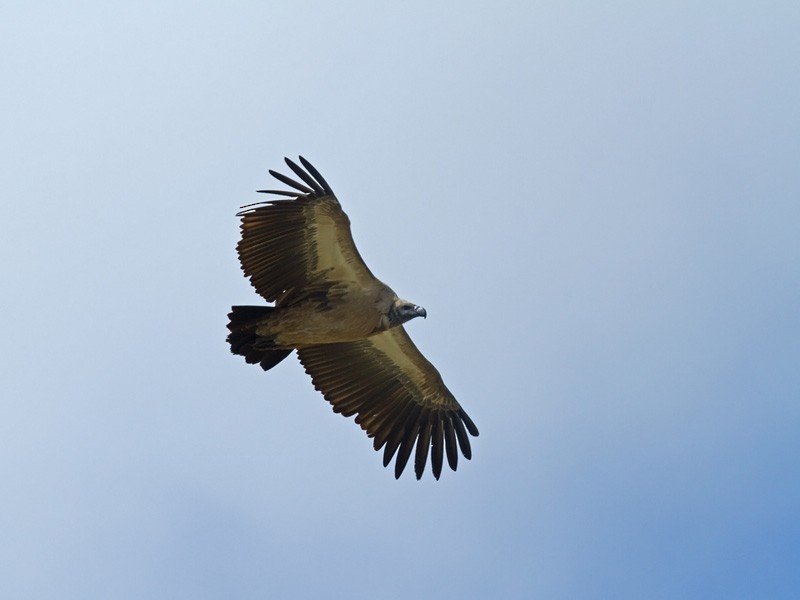White-backed Vulture - Niall D Perrins