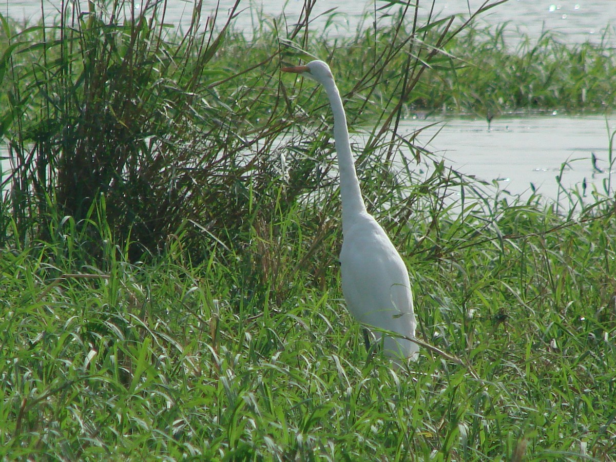 Great Egret - ML233744141