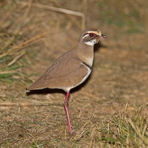 Bronze-winged Courser - Niall D Perrins