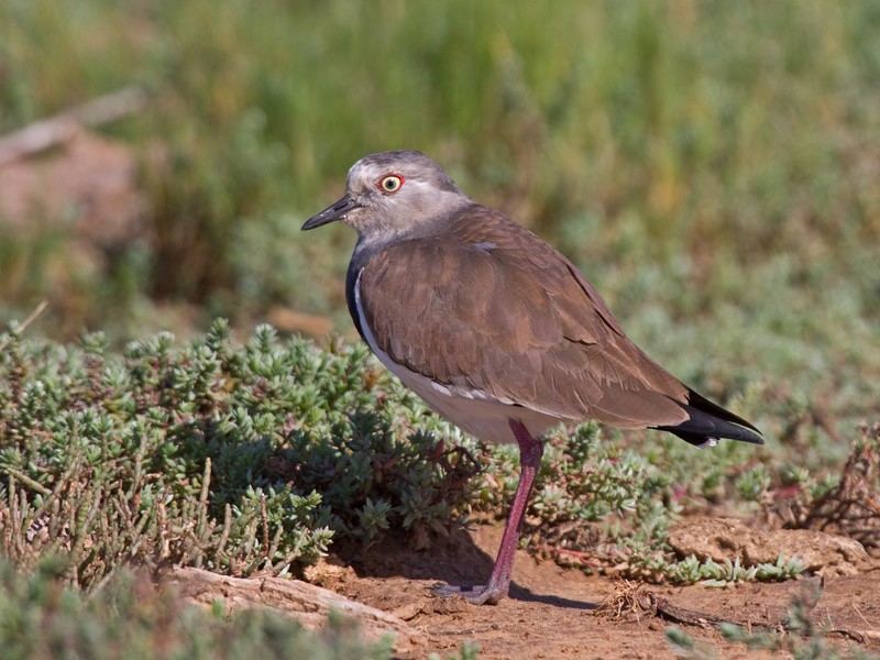 Black-winged Lapwing - Niall D Perrins