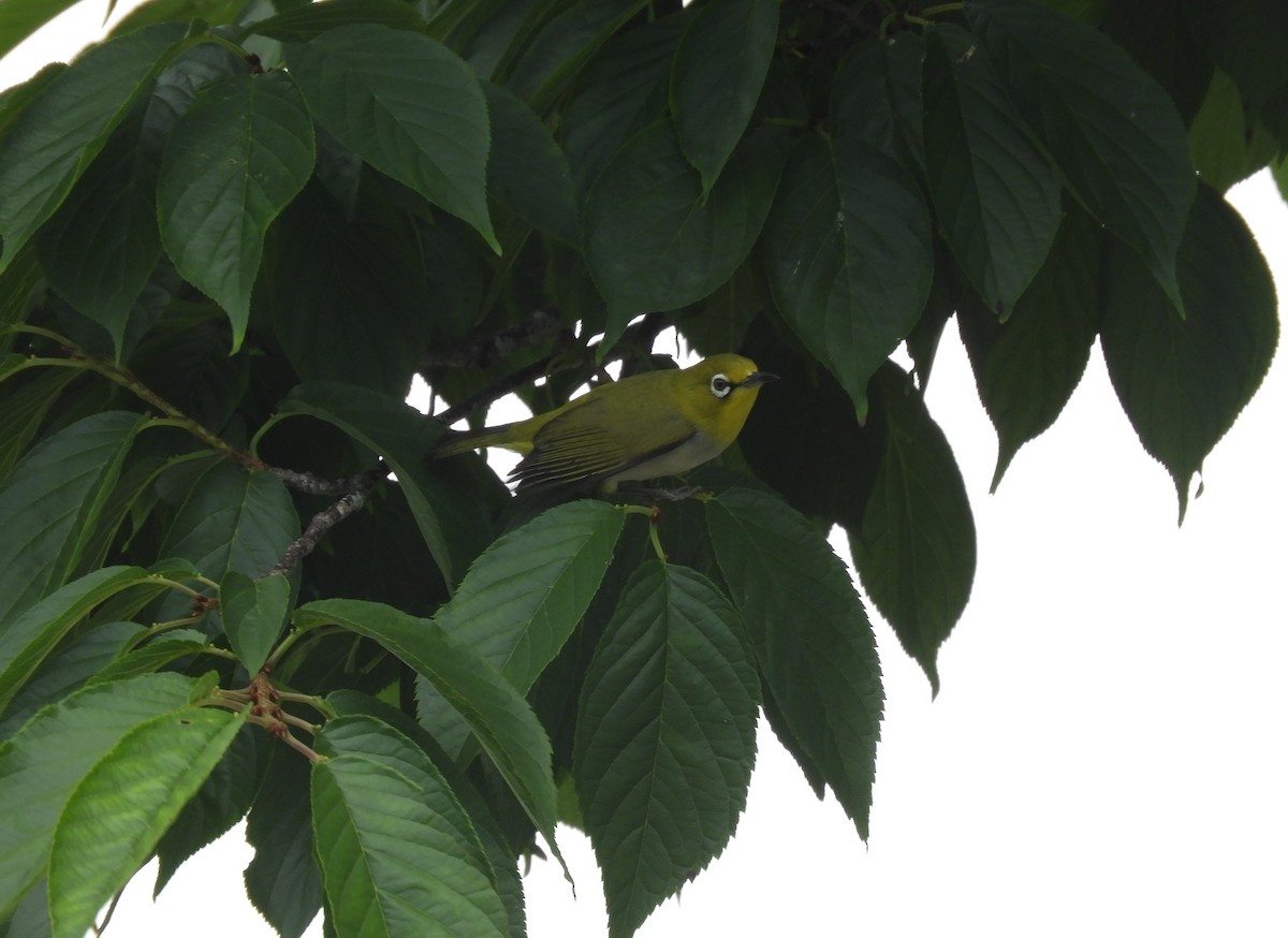 Swinhoebrillenvogel - ML233748491