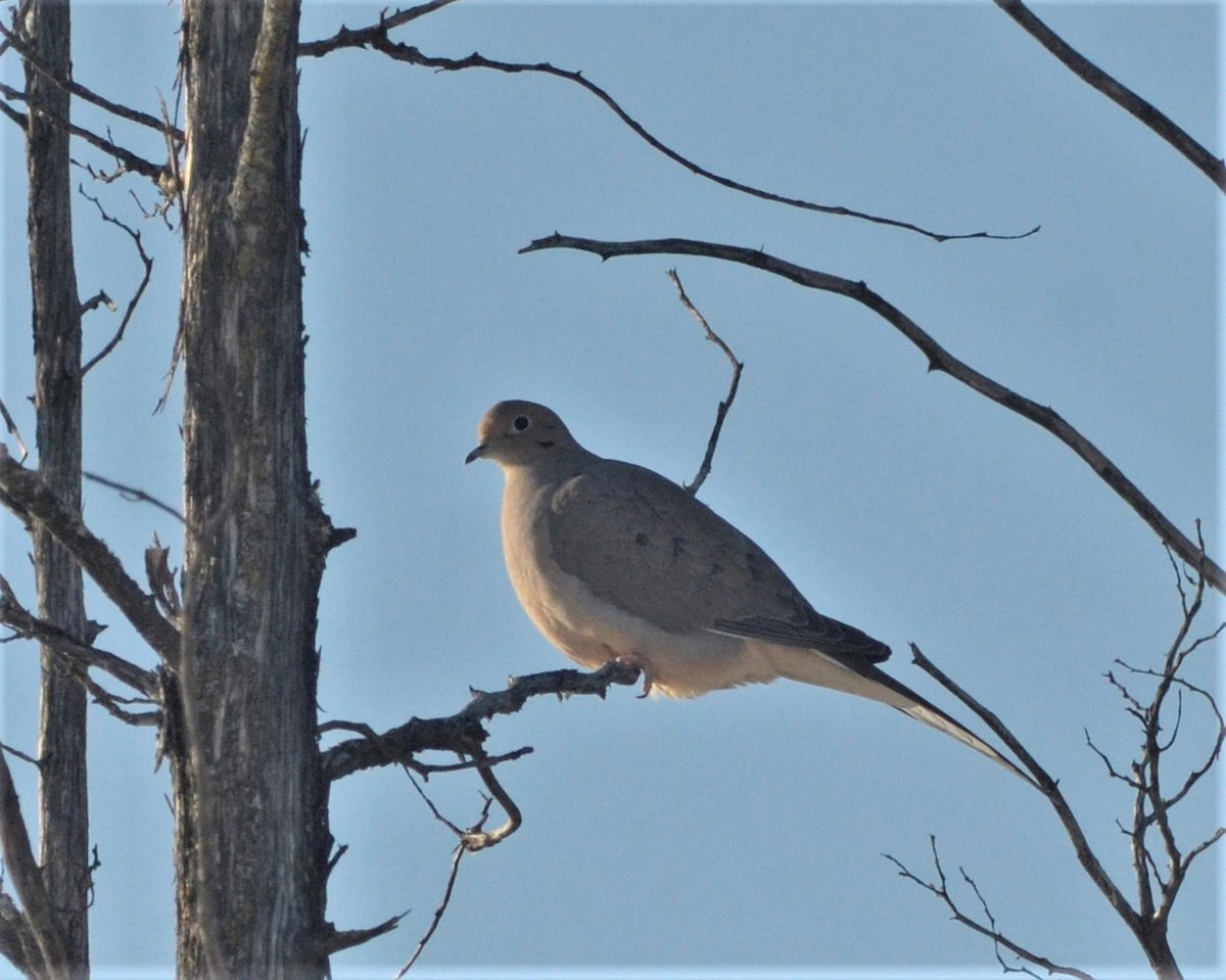 Mourning Dove - Heather Pickard