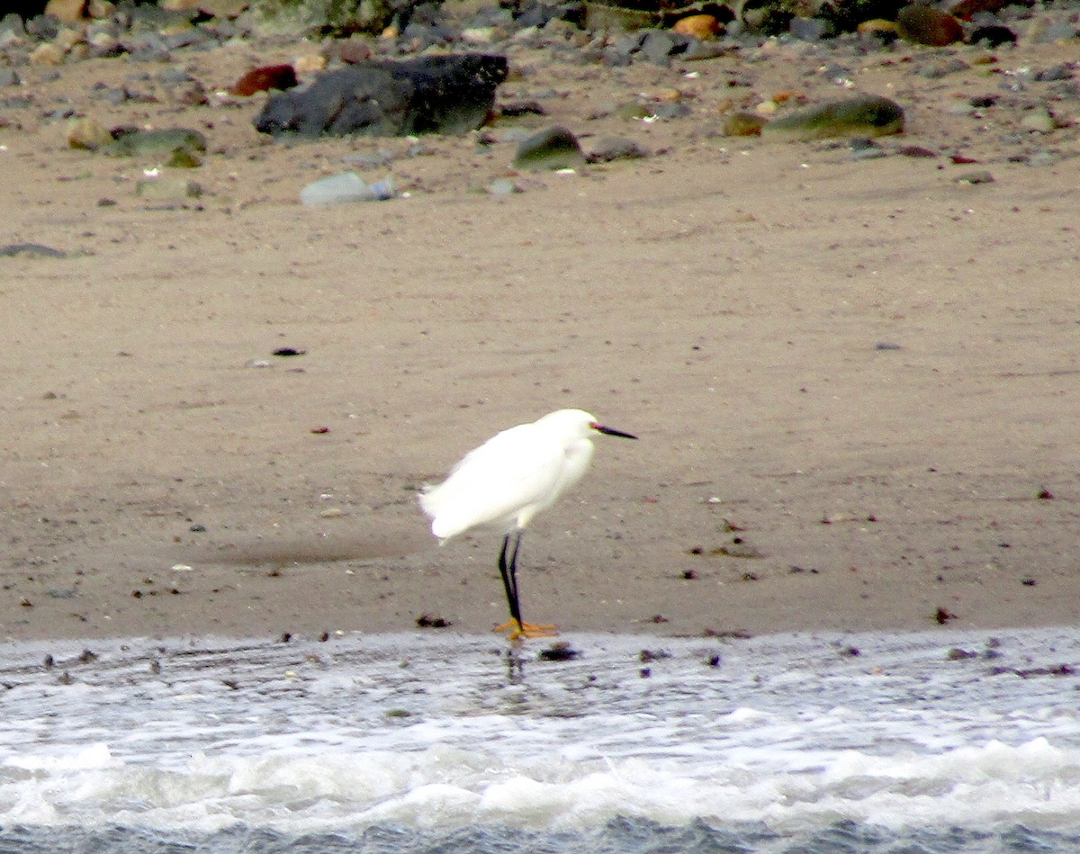 Snowy Egret - ML233749111