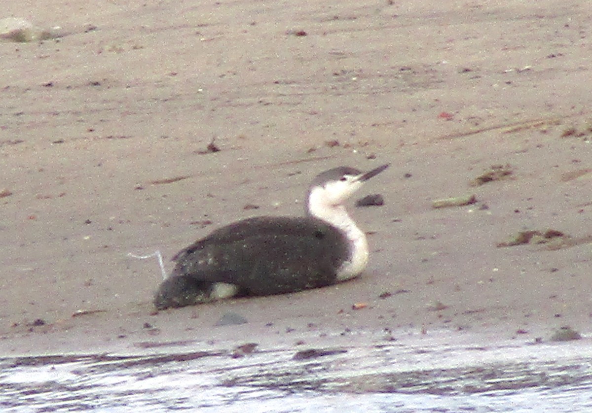 Red-throated Loon - Ryan Serio