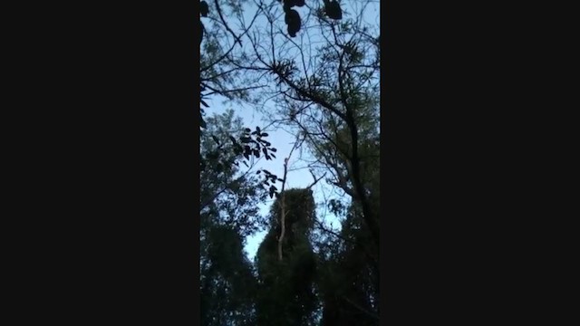 Red-billed Scythebill - ML233751001