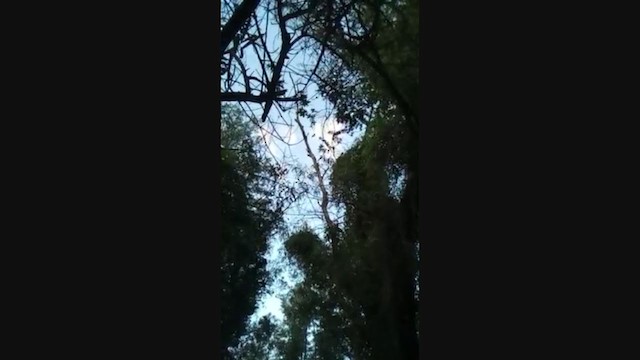 Red-billed Scythebill - ML233751601