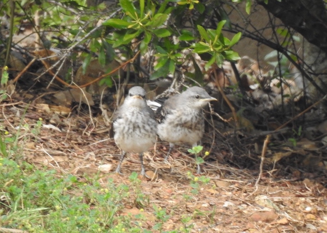 Northern Mockingbird - ML233754451