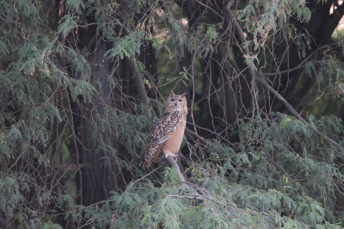 Rock Eagle-Owl - ML233754631