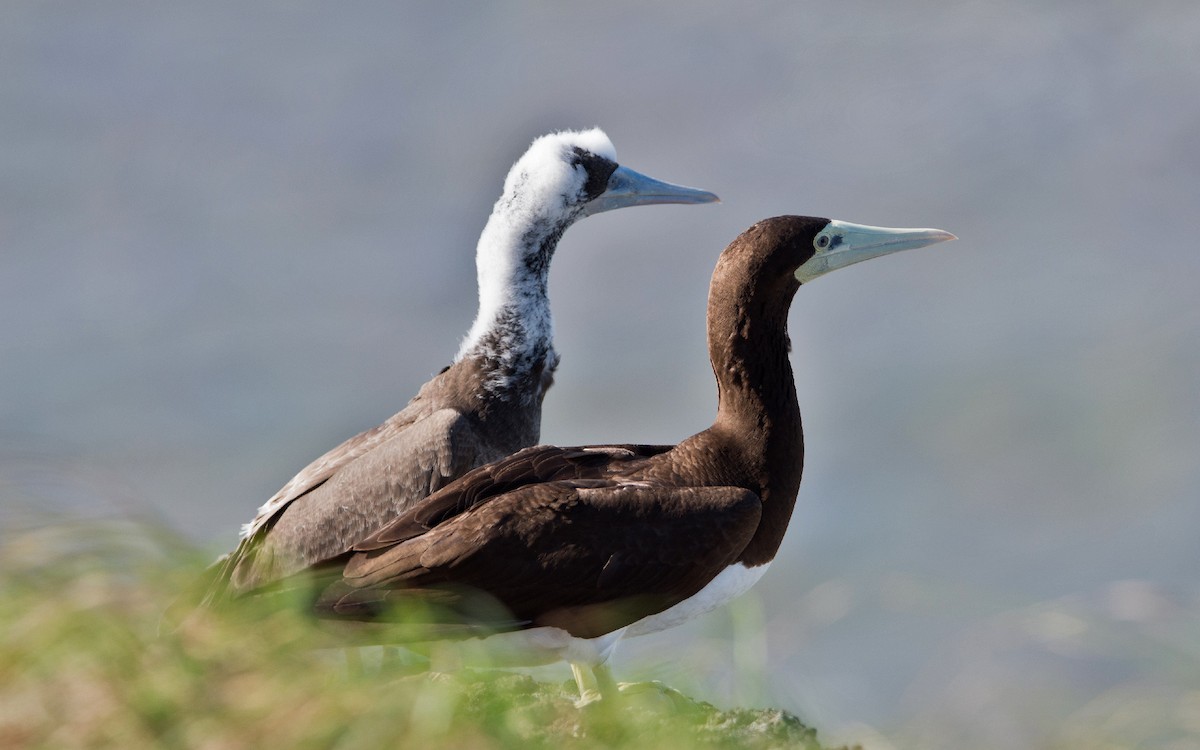 Brown Booby - Thierry NOGARO