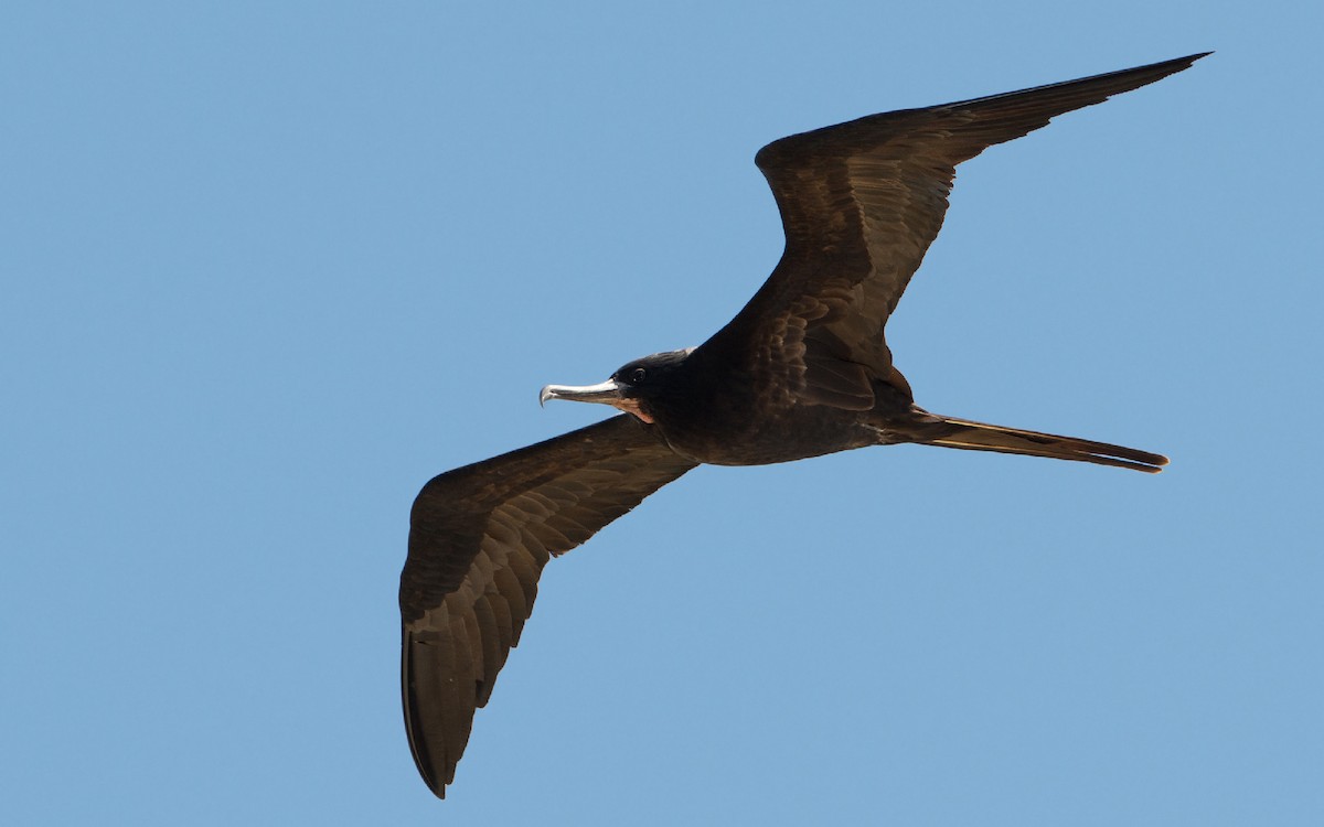 Great Frigatebird - Thierry NOGARO