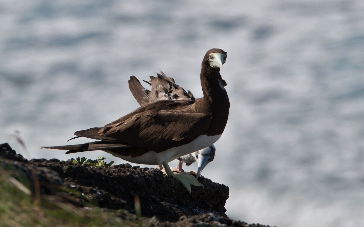 Brown Booby - Thierry NOGARO
