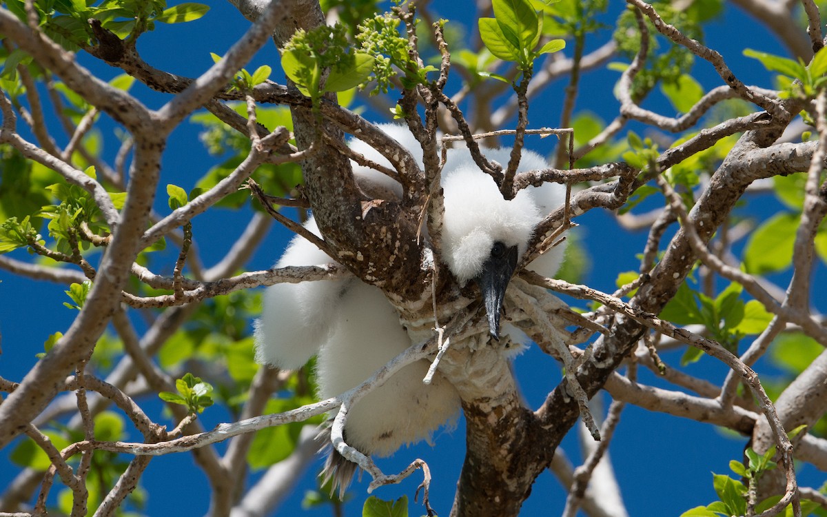 Red-footed Booby - Thierry NOGARO