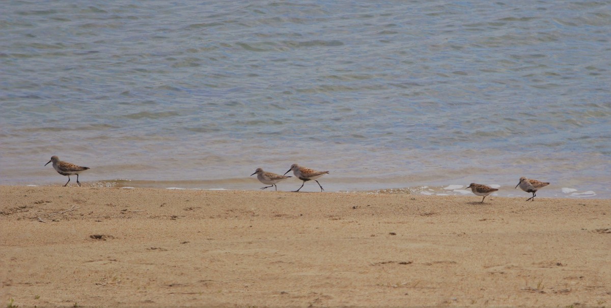 Dunlin - Charlotte Croshaw