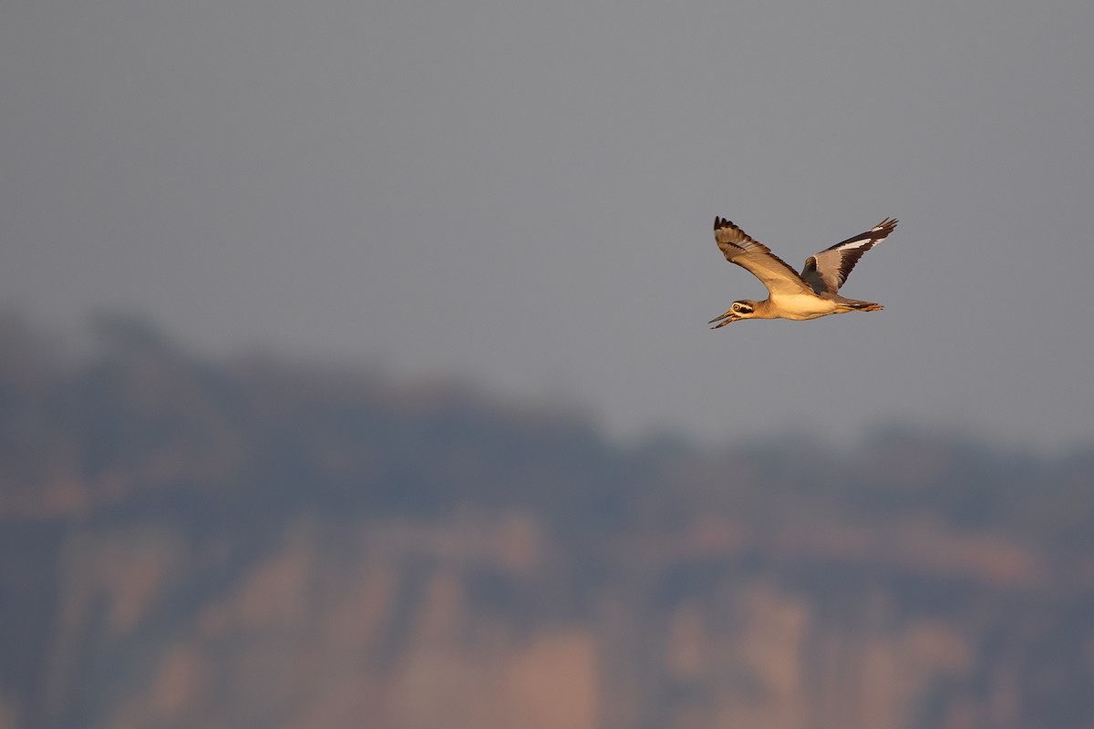 Great Thick-knee - ML233763511