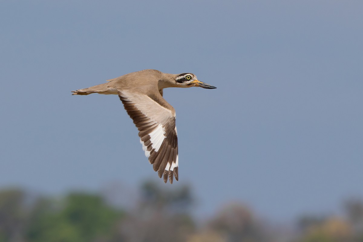 Great Thick-knee - Ayuwat Jearwattanakanok