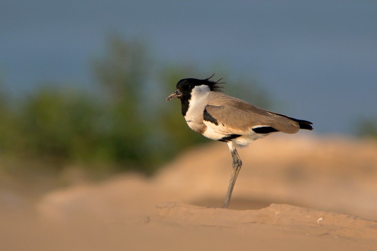 River Lapwing - ML233763671