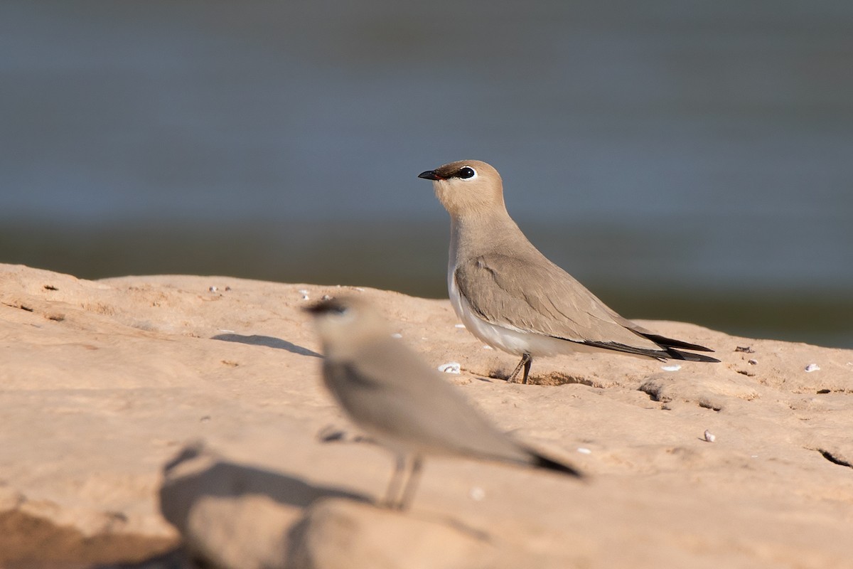 Small Pratincole - ML233763791