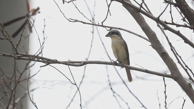 Tiger Shrike - ML233765011