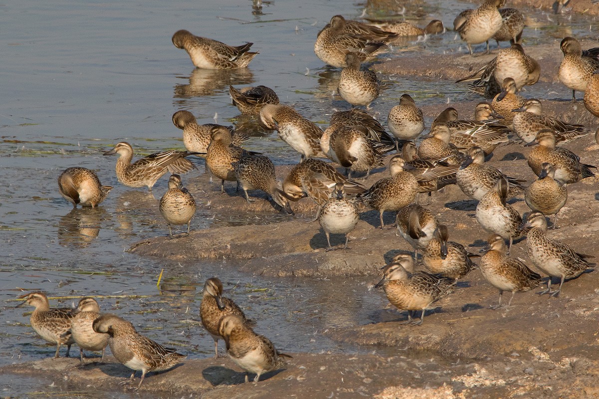 Garganey - ML233765781