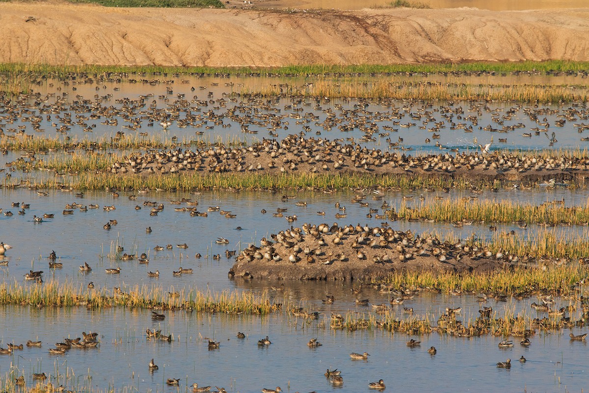 Garganey - ML233765791