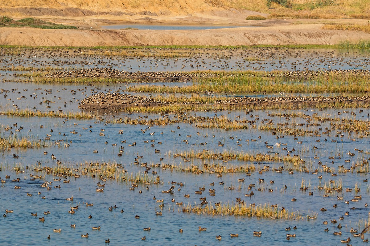 Garganey - ML233765811