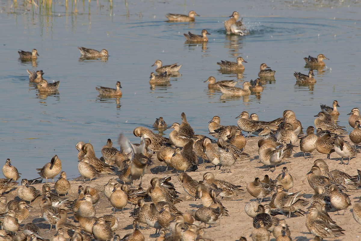 Garganey - ML233765821