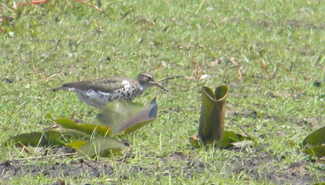 Spotted Sandpiper - ML23376601