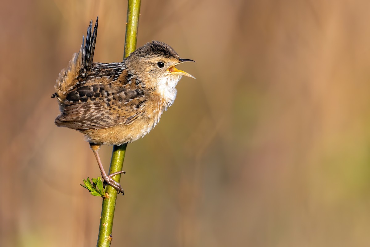 Sedge Wren - Brad Imhoff
