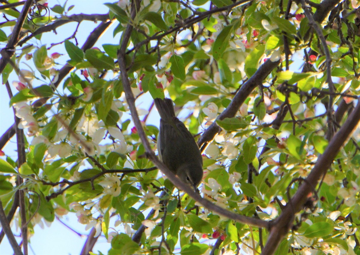 Orange-crowned Warbler - Marcia Dunham