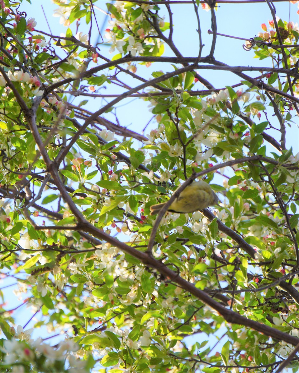 Orange-crowned Warbler - ML233773191