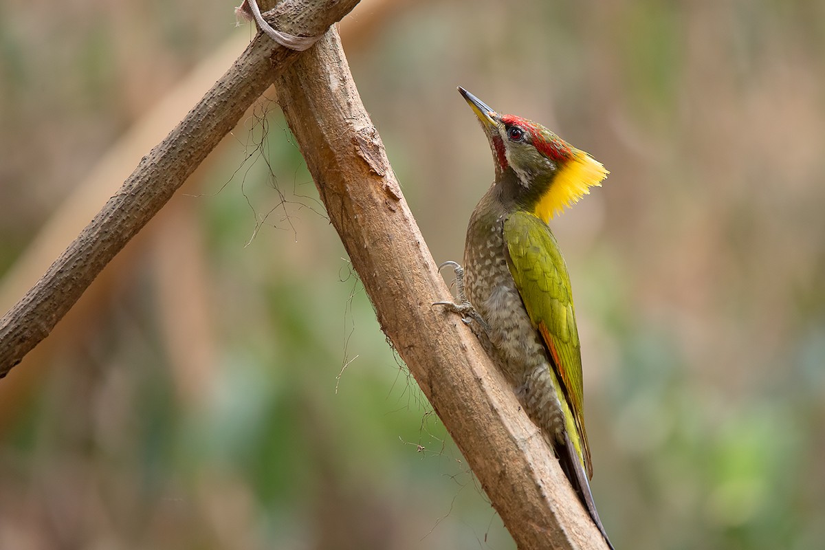 Lesser Yellownape - ML233774271