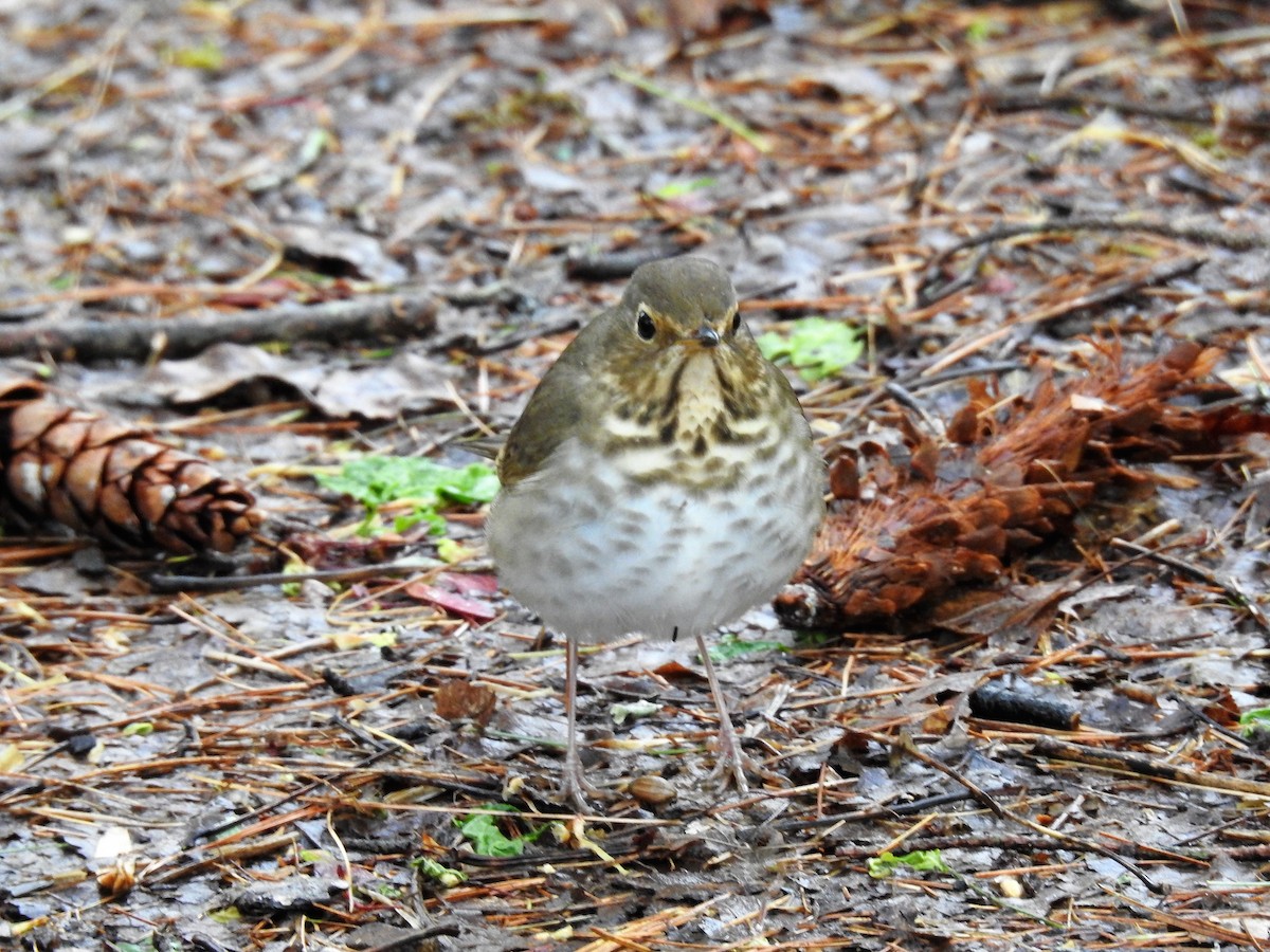 Swainson's Thrush - ML233775621