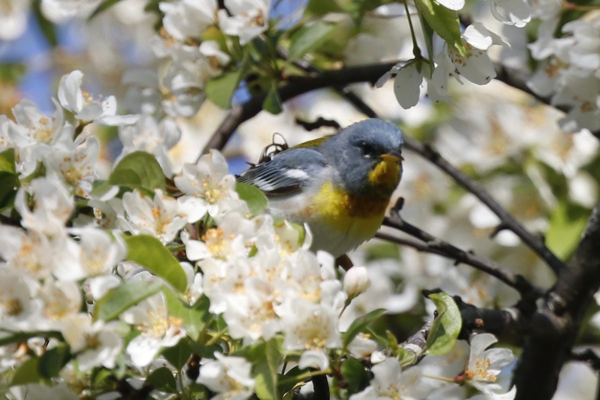 Northern Parula - Hap Ellis