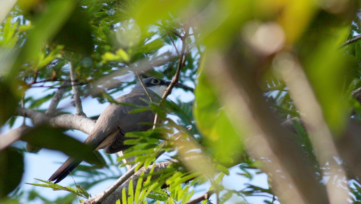 Dark-billed Cuckoo - ML23377661