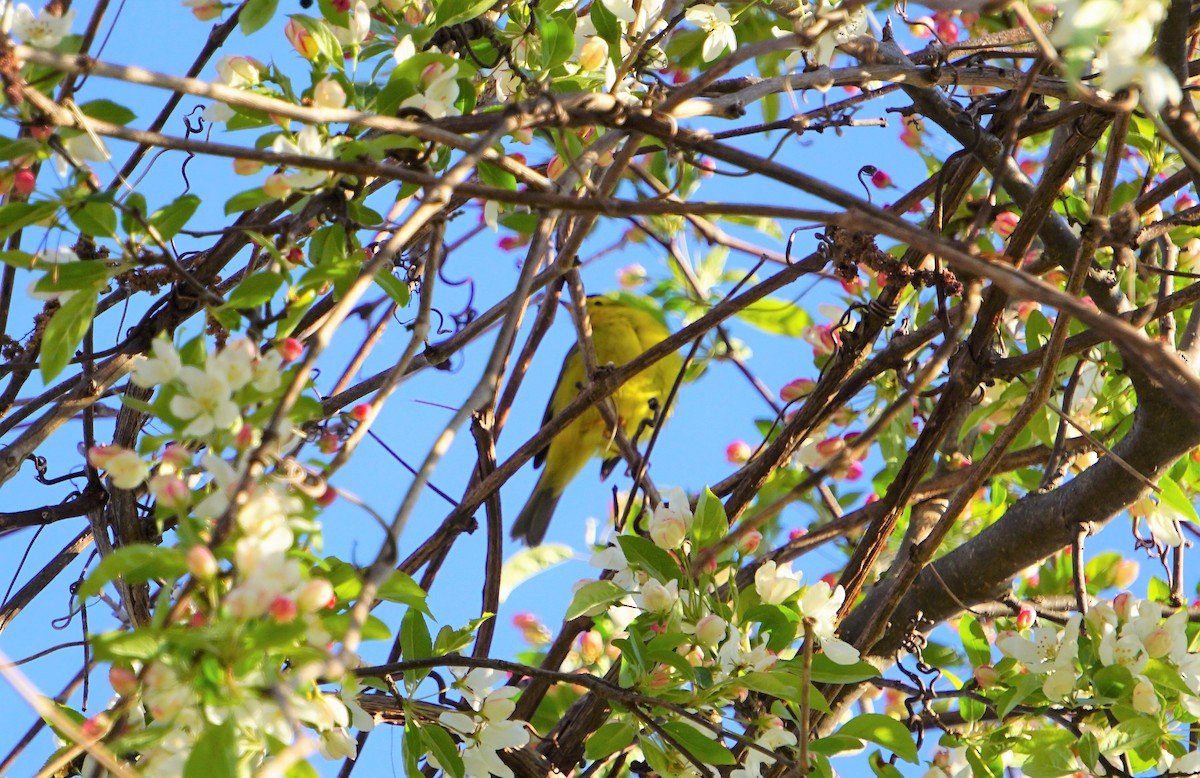 Wilson's Warbler - Marcia Dunham