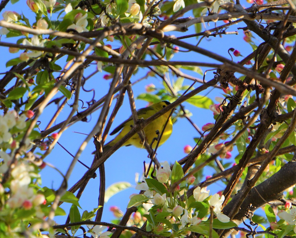 Wilson's Warbler - ML233776801