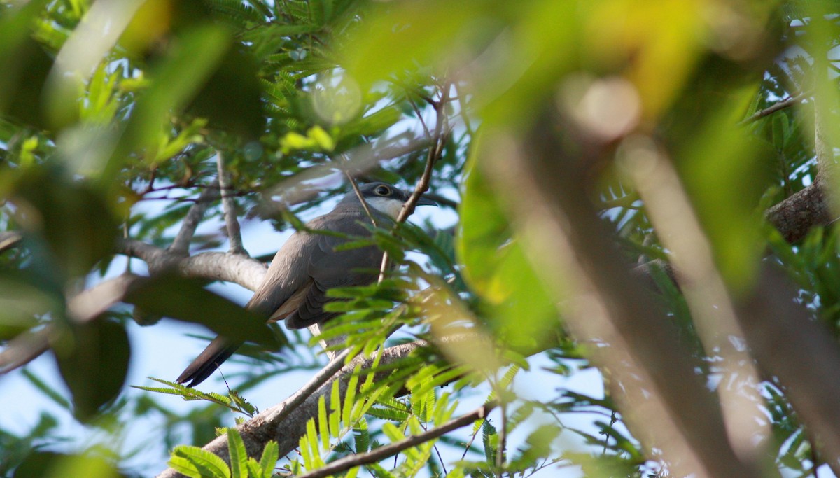 Dark-billed Cuckoo - ML23377681