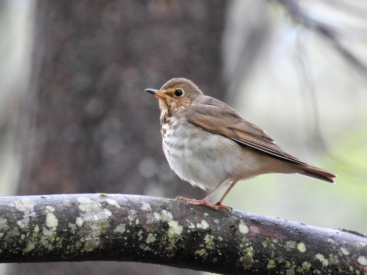 Swainson's Thrush - Dave McLain