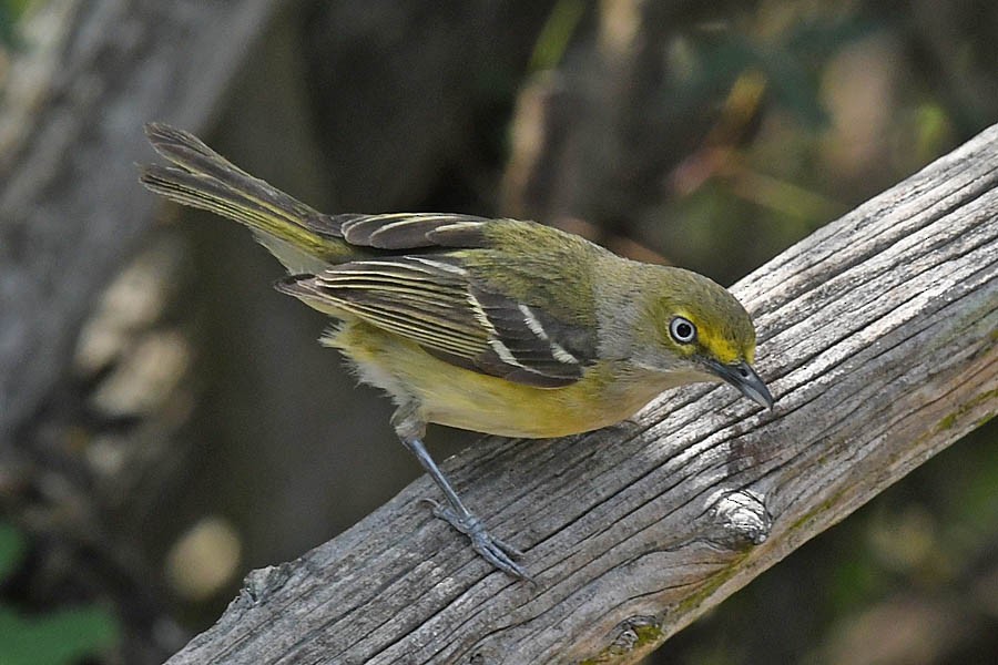 eBird Checklist - 10 May 2020 - Kickapoo Cavern SP - Bird Blind, Kinney ...