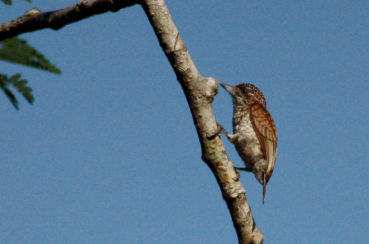 ウロコヒメキツツキ（squamulatus グループ） - ML23377781