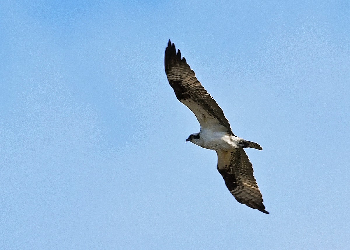 Osprey - Susan Wrisley