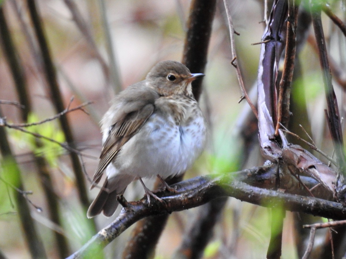 Swainson's Thrush - Dave McLain