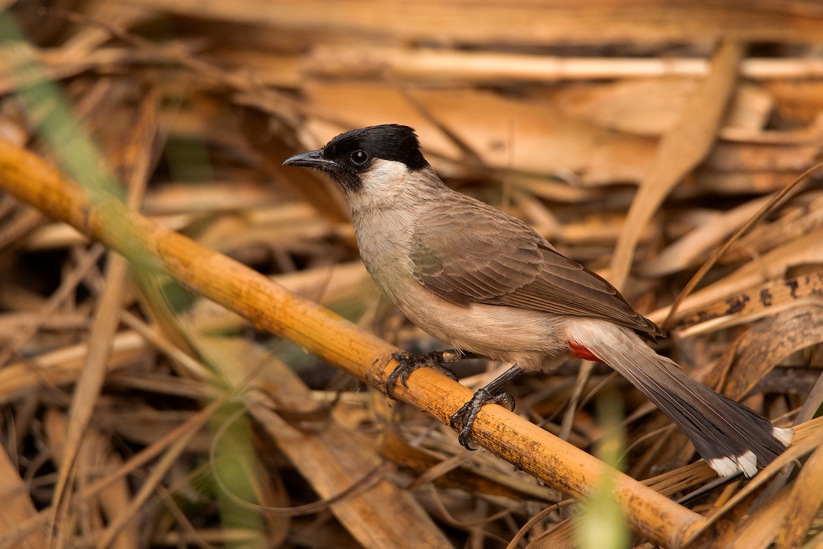 Bulbul cul-d'or - ML233779901