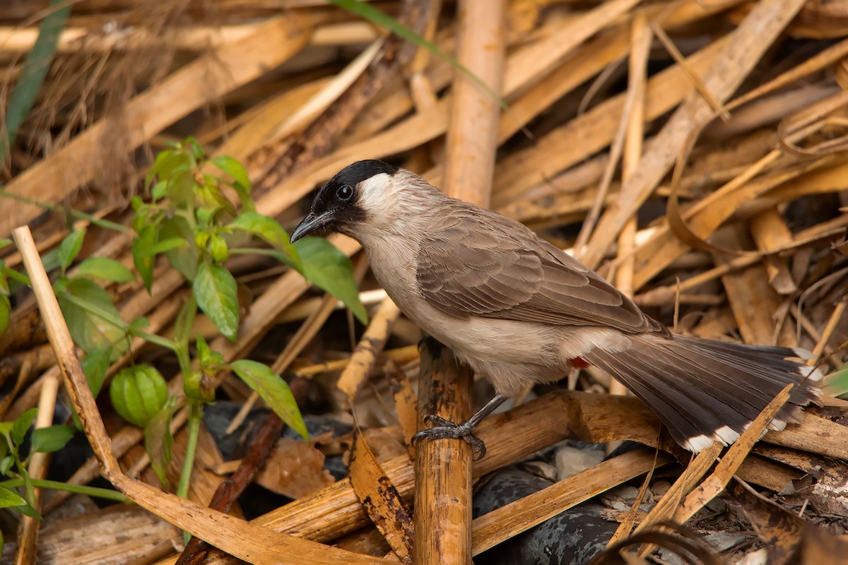 Bulbul cul-d'or - ML233779911