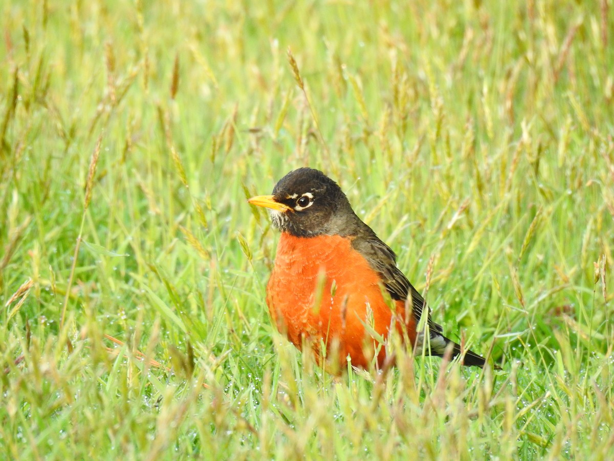 American Robin - ML233780251