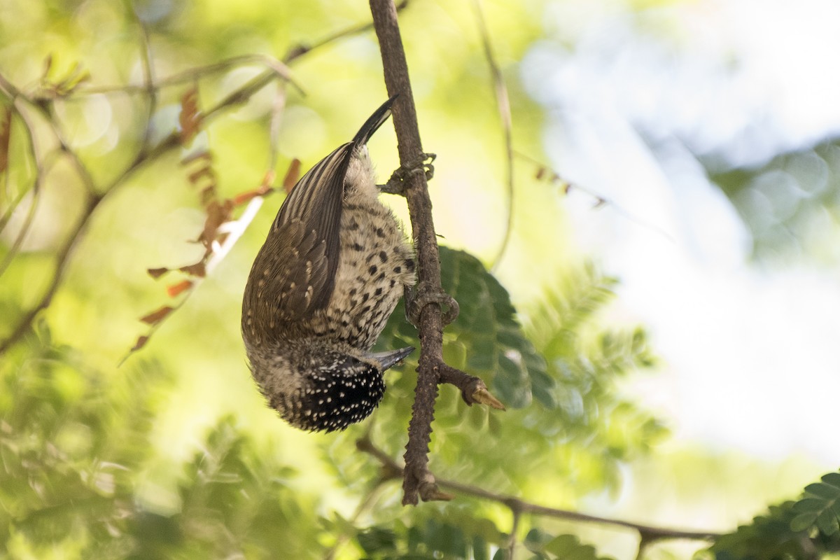 White-wedged Piculet - ML233781021