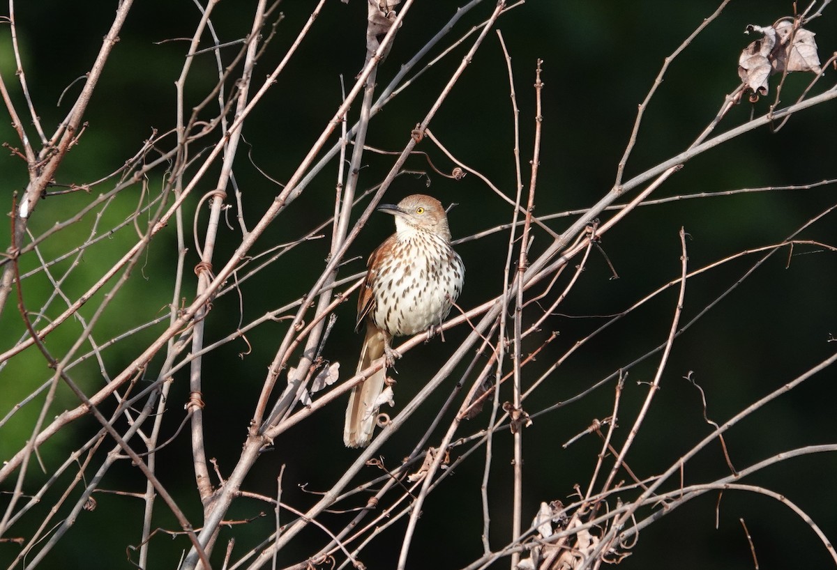 Brown Thrasher - ML233781771